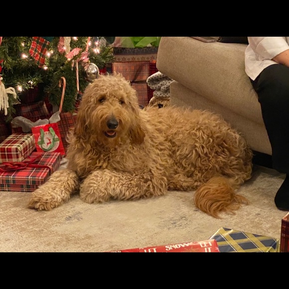 Meet your Posher, Jada - Picture 5 of 6